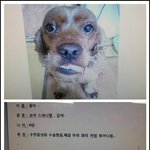 경기도 부천 춘의동 <b>코카</b> 강아지 찾습니다 !!!!!!!!