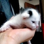 [냥판] <b>대두</b>김용배의 아깽이시절