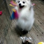 강아지와 고양이 세자매♥ 2탄)