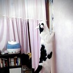 [냥판] 대두김용배의 야매미용이란이런것