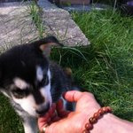 ★☆☆브라우니닮은 우리 연탄이 3탄☆☆★