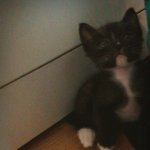 꼬망이의 성장기 (1)