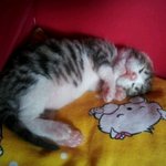 냐옹이<b>분양</b>해요 ^^