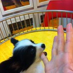 [빠삐용판] 귀여운 펄럭펄럭귀 <b>cj</b>