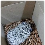 우리집 고슴이 "<b>루비</b>"를 소개합니다!!