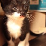 수컷 레오와 동거하는 <b>미대</b>생입니당 */_ /*