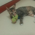 경비아저씨가 고양이 '여름이'를 죽였습니다.<b>퍼트</b>려주세요.