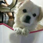[<b>믹스</b>견] 오늘 집생긴 우리집강아지.