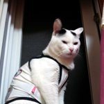 [냥판] <b>대두</b>김용배의 잠만자는2년3개월생