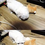 수원영화동 최초 벽화그린 집에사는 겸둥<b>이아진</b>이