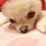 강아지+고양이+여우+물개+다람쥐