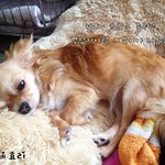 <개판> 조금은 <b>생소</b>한 '장모치와와' 효리의 미모폭발!!!!!