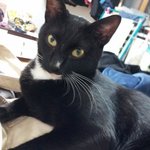 [냥판] 판 인기냥 용배형님에게 도전장을