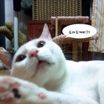 [냥판] 대두김용배의 <b>미묘</b>돋는 냥이버전