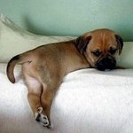 '<b>궁디</b> 팡팡' 해주고 싶은 뒤태 종결자들