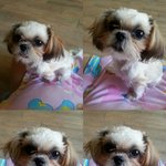 자는게 너무 이쁜 우리 몽실이