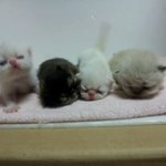 ~귀염터짐~ (강아지추가!) 덜 찌그러진 <b>꼬물</b>고양이들!!!!!