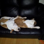 무섭지 않아요4탄 <b>불독</b>과시츄이야기