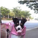 믹스테리어 쥐방울이 성장일기1
