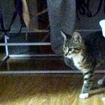 [猫판] 우리 <b>l양</b>을 소개합니다 '-'