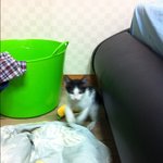 [냐옹] 김<b>키키</b>입니다.