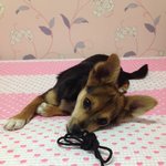 저희집 강아지가 이상해요 아픈가봐요 도와주세요 ㅠㅠ