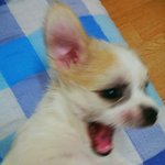 ^^*넘귀여운믹스犬말포이?"말티즈+<b>포메</b>"(+사진추가