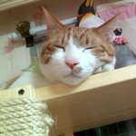 [냥판]삼남묘일상. 뚱묘와 <b>아이</b>들~ <b>셋째</b> 꽃님이에요3