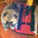 두마리 <b>포메</b>와 소소한 일상2탄(스압주의)