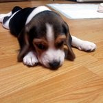 처...천사견(나름) 비글이 소개합니다 ㅋㅋㅋ 사진有