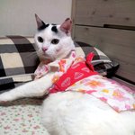 [냥판] 대두김용배의 간지나쉬먀