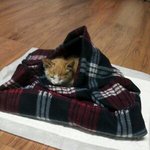 <b>두달</b>도채 안된 우리 반려묘 둥이를 소개합니다