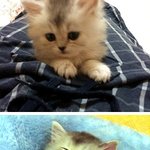 ○(3...) 안나멍멍,니케냥이,엘내관젖소 (아무도몰라주는3탄)