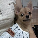 포피츠(포메라이언+스피츠)!!! 김금동 <b>롯데</b>승리를 기원합니다 ㅋㅋ[...