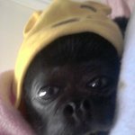 인형같이 생긴 울집 깜댕원숭이 <b>몽이</b>