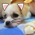 ^^*믹스犬말티즈+포메.part2 개냥이가 보인다