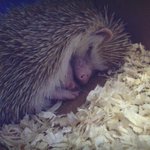 쓰레기 장에서 데려온 고슴도치를 소개합니다 +++추가