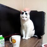 [냥판] 대두김용배의 역시사람이다냥!!