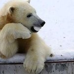 섹시한 포즈로 유혹하는 <b>동물</b>들