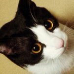 [길냥이]  나도 이대로 질수없다 동네깡패 까미곤쥬님!!