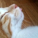 우리 냥이의 다이나믹한 <b>일상</b>ㅋㅋㅋㅋㅋ