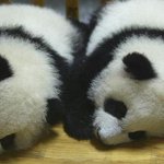 <b>팬더</b>들 왤케귀여움 ㅜㅜㅜㅜㅜㅜㅜㅜㅜㅜ