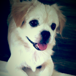 [<b>믹스</b>견판]사냥개+애완견=나리(사진有)