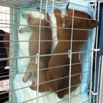 장갑이가 장갑이가 된 이유  (7/14~)