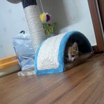 둥이둥이둥둥둥둥의안녕!!!!!