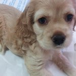 천사같은 코카스파니엘!  두보루!!