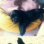 울 강아지의 신명나는 헤어스타일ㅋㅋㅋㅋㅋㅋㅋㅋㅋㅋㅋㅋ