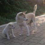 (너무귀여운!!!) 산동네 강아지 가족