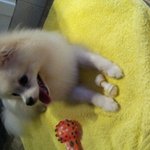 포메계의 패션리더 크림크림크림이