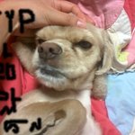 <b>jyp</b><b>엔터</b>테이먼트 박진영 닮은 우리 하루~